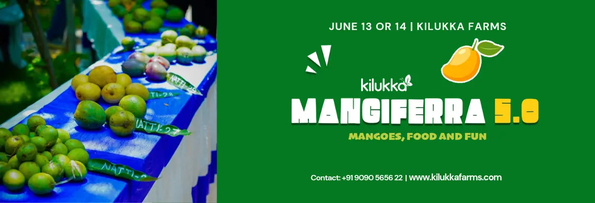 mangiferra wide