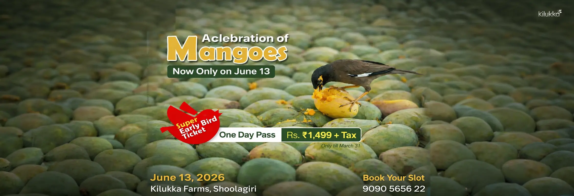 mango celebration 13