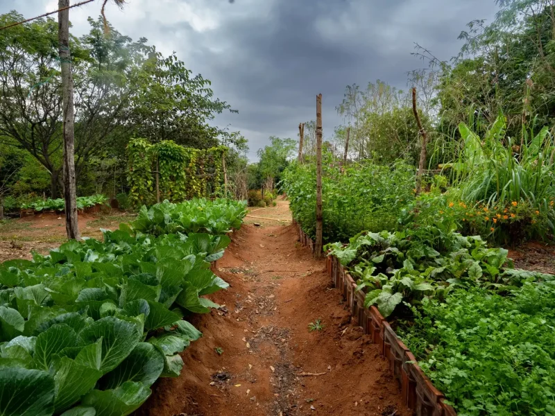 Beautiful walkway in between farms at Mud House- Kilukka Farms